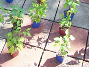 Alma Paprika