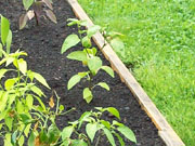 Alma Paprika