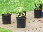 Alma Paprika