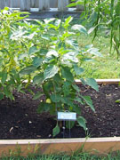 Alma Paprika