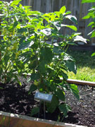 Alma Paprika