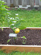 Alma Paprika