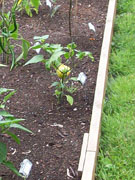 Alma Paprika