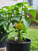 Alma Paprika