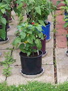Alma Paprika