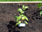 Alma Paprika