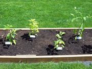 Alma Paprika