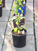 Alma Paprika
