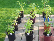 Alma Paprika