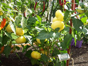 Alma Paprika