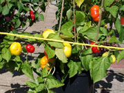 Alma Paprika