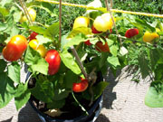 Alma Paprika