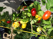 Alma Paprika