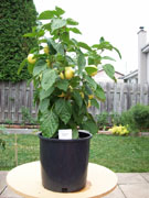 Piments en pot