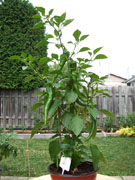 Piments en pot
