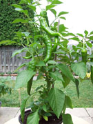 Piments en pot