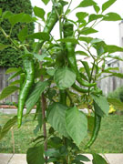Piments en pot