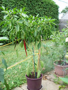 Piments en pot