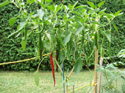 Piments en pot