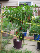 Piments en pot