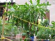 Piments en pot