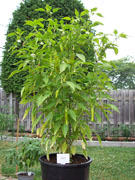Piments en pot