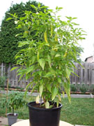 Piments en pot