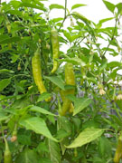 Piments en pot