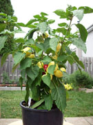 Piments en pot