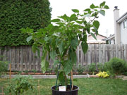 Piments en pot
