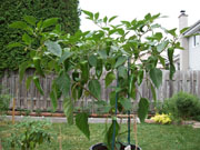 Piments en pot