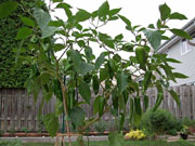 Piments en pot