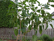 Piments en pot