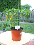 Piments en pot