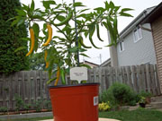 Piments en pot