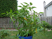 Piments en pot