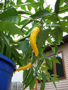 Piments en pot