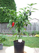 Piments en pot