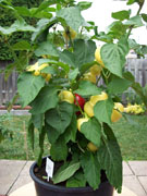 Piments en pot