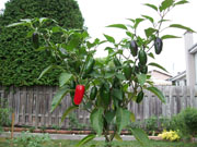 Piments en pot