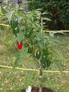 Piments en pot