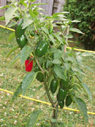Piments en pot