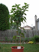 Piments en pot