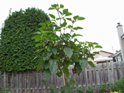 Piments en pot