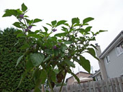 Piments en pot