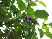 Piments en pot