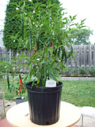 Piments en pot