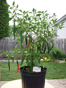 Piments en pot