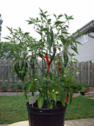 Piments en pot