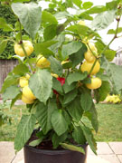 Piments en pot